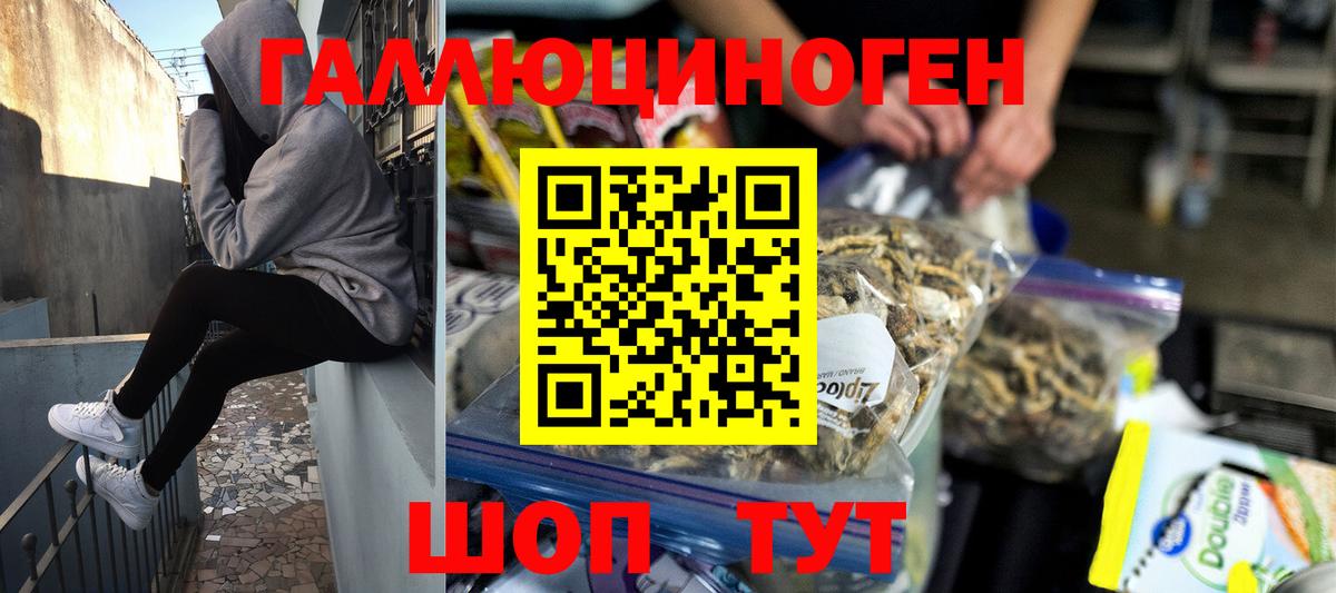 Псилоцибиновые грибы Psilocybe Кольчугино
